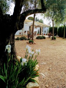 Vista de la casa desde jardín